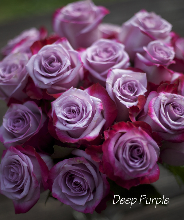 Dark Purple 2 Dozen