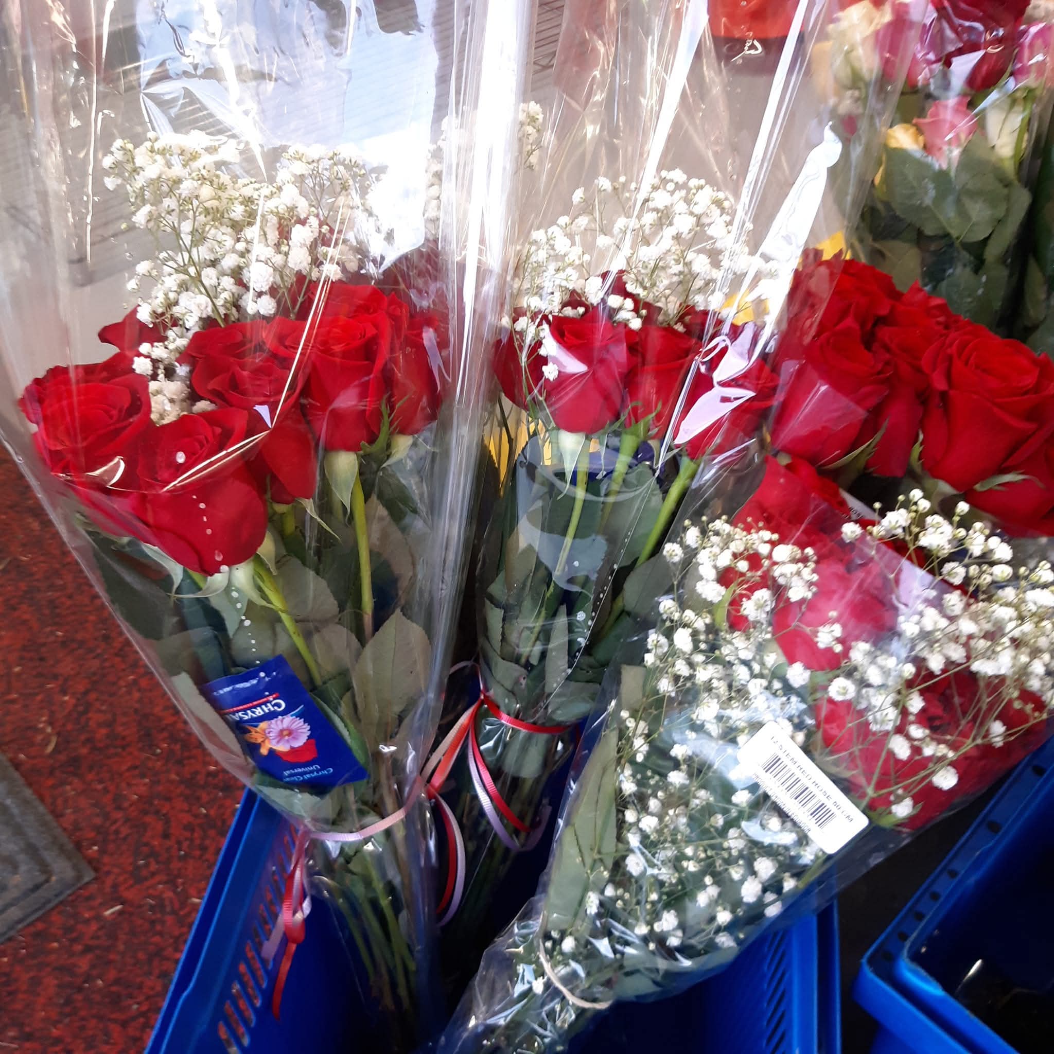 Red Roses 1 dozen